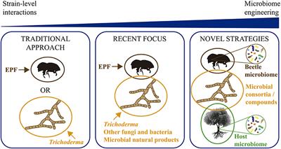 Microbial Biocontrol Strategies for Ambrosia Beetles and Their Associated Phytopathogenic Fungi